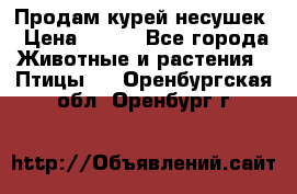 Продам курей несушек › Цена ­ 350 - Все города Животные и растения » Птицы   . Оренбургская обл.,Оренбург г.